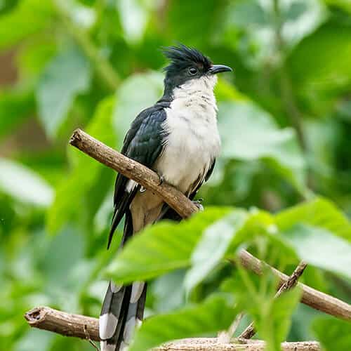 Bambiha bird Punjabi Papiha Jacobin cuckoo